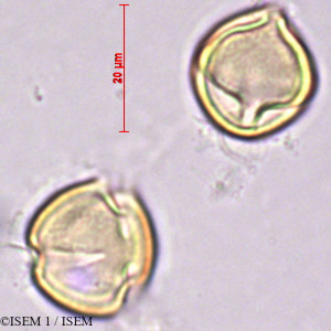 Hypericum grandifolium - lame n° 27875